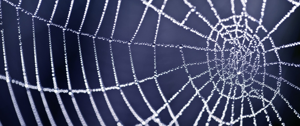 A Tangled Web]